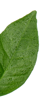 Limonada