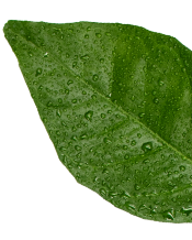 Limonada