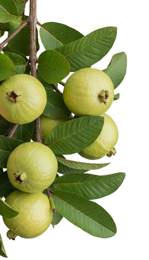 Goiaba