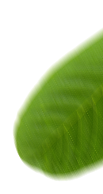 Goiaba