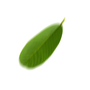 Goiaba