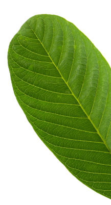 Goiaba